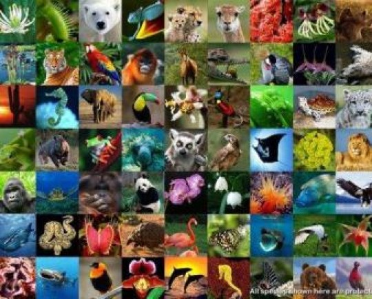 کنفرانس تنوع زیستی سازمان ملل به طور مجازی برگزار می شود