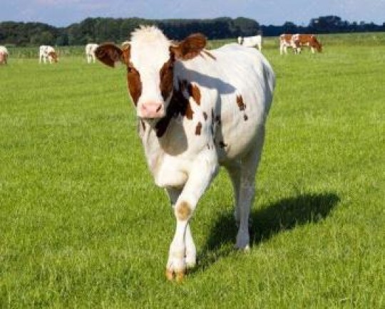 بررسی فرصتها و چالشهای داروسازی صنعتی در حوزه دامی