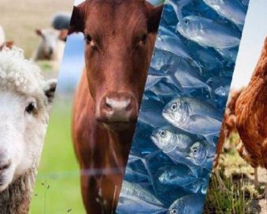 اجرای روشهای فناورانه بهنژادی دام از سوی محققان کشور