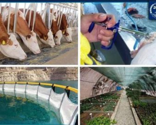 گامهای مؤثر جهاددانشگاهی در تأمین امنیت غذایی کشور؛ از اصلاح نژاد دام تا پرورش ماهی در قفس و فناوری تولید بذر هیبرید