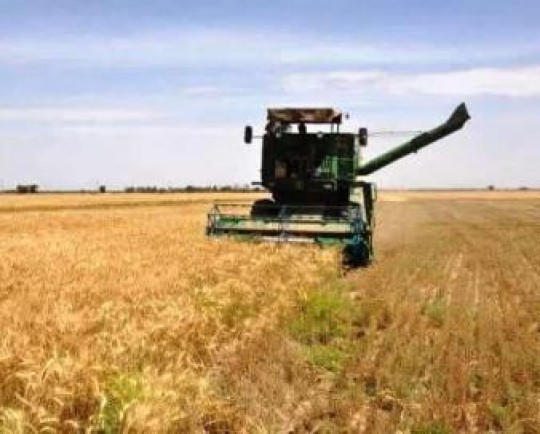 قیمت سی و دو قلم کالای مصرفی بر پایه بهای گندم محاسبه میشود